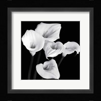 Harmony Fine Art Print