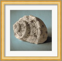 Seashell Study I Fine Art Print