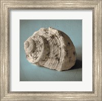 Seashell Study I Fine Art Print