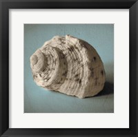 Seashell Study I Framed Print