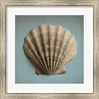 Seashell Study II Fine Art Print