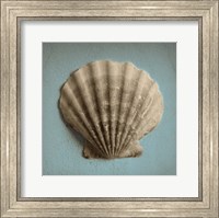 Seashell Study II Fine Art Print