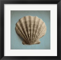 Seashell Study II Framed Print