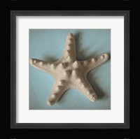 Seashell Study III Fine Art Print