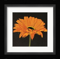 Midnight Gerbera II Fine Art Print