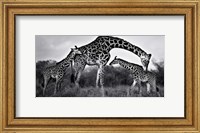 Giraffe Family Fine Art Print