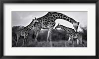 Giraffe Family Fine Art Print