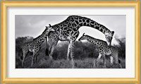 Giraffe Family Fine Art Print