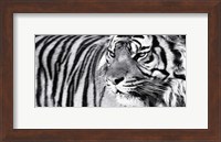 Tiger Eyes Fine Art Print