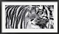 Tiger Eyes Fine Art Print