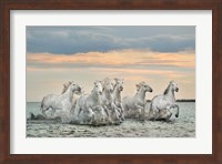 Camargue Horses - France Fine Art Print