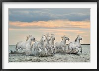 Camargue Horses - France Fine Art Print