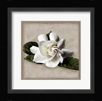 Botanical Gardenia Fine Art Print
