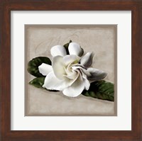 Botanical Gardenia Fine Art Print