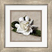 Botanical Gardenia Fine Art Print