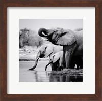 Namibia Elephants Fine Art Print