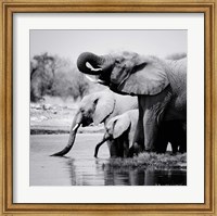 Namibia Elephants Fine Art Print