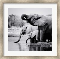 Namibia Elephants Fine Art Print