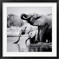 Namibia Elephants Fine Art Print
