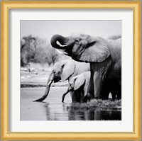 Namibia Elephants Fine Art Print