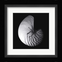 Shell Collection III Fine Art Print