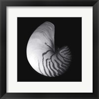 Shell Collection III Framed Print