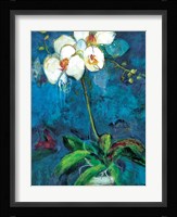 Phalaenopsis I Fine Art Print