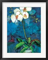 Phalaenopsis I Framed Print
