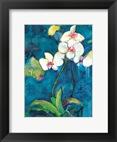 Phalaenopsis II Fine Art Print