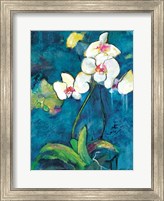 Phalaenopsis II Fine Art Print