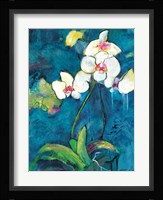 Phalaenopsis II Fine Art Print