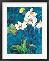 Phalaenopsis II Framed Print