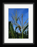 Corn Stalks Fine Art Print