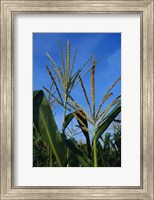 Corn Stalks Fine Art Print