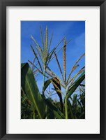 Corn Stalks Fine Art Print