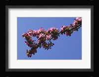 Flowering Tree Branch, Blue Sky, North Carolina Fine Art Print