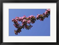 Flowering Tree Branch, Blue Sky, North Carolina Fine Art Print