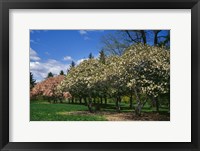 Row of Magnolia Trees Blooming in Spring, New York Fine Art Print