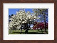 Pin Cherry Tree Blooming, New York Fine Art Print
