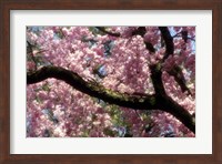 Cherry Blossom Tree In Bloom In Springtime, Tokyo, Japan Fine Art Print