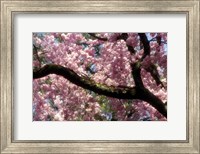 Cherry Blossom Tree In Bloom In Springtime, Tokyo, Japan Fine Art Print