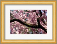 Cherry Blossom Tree In Bloom In Springtime, Tokyo, Japan Fine Art Print