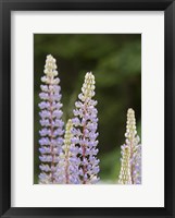 Lupine, Vancouver Island, Canada Framed Print