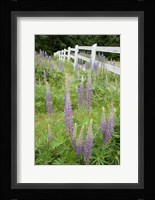 Vancouver Island Lupine, British Columbia, Canada Fine Art Print