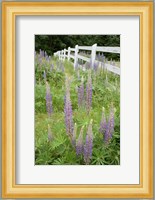 Vancouver Island Lupine, British Columbia, Canada Fine Art Print