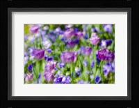 Tulips At Claude Monet House And Gardens, Giverny, France Fine Art Print