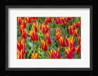 Keukenhof Gardens Netherlands Fine Art Print