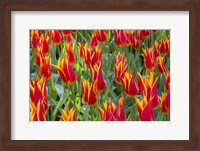 Keukenhof Gardens Netherlands Fine Art Print