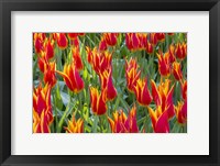 Keukenhof Gardens Netherlands Fine Art Print