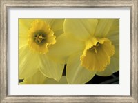 Cache Valley Daffodils, Utah Fine Art Print